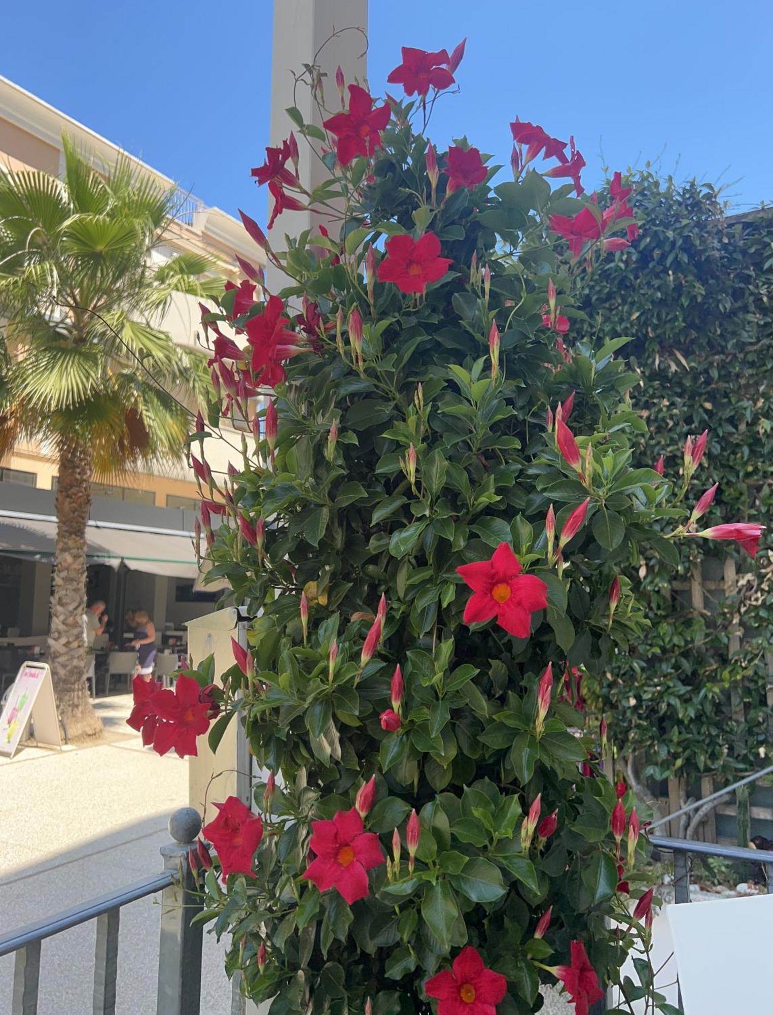 Hotel Sorriso Cattolica Esterno foto